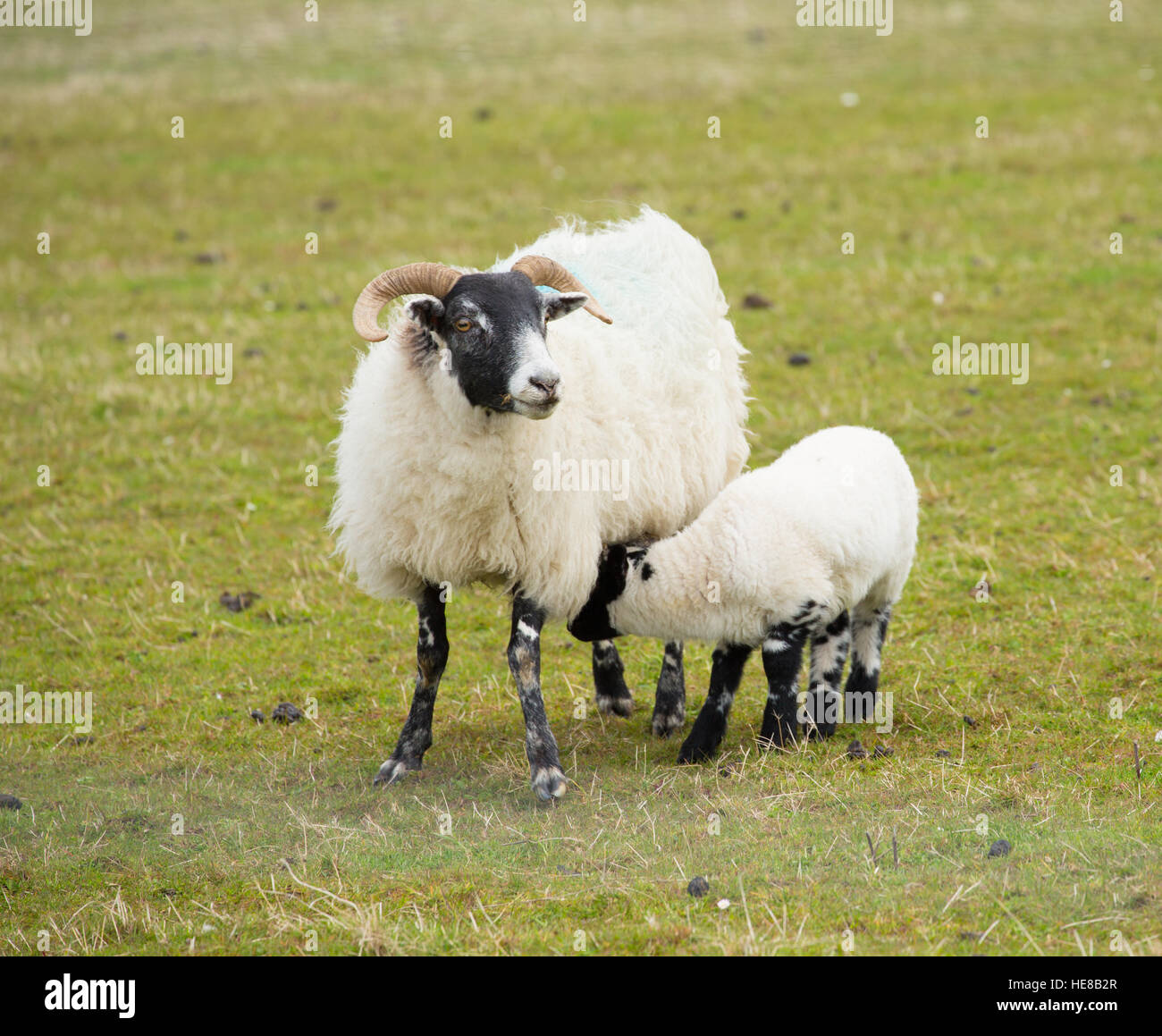 Mother baby black face sheep hi-res stock photography and Mother baby black face sheep hi-res stock photography and