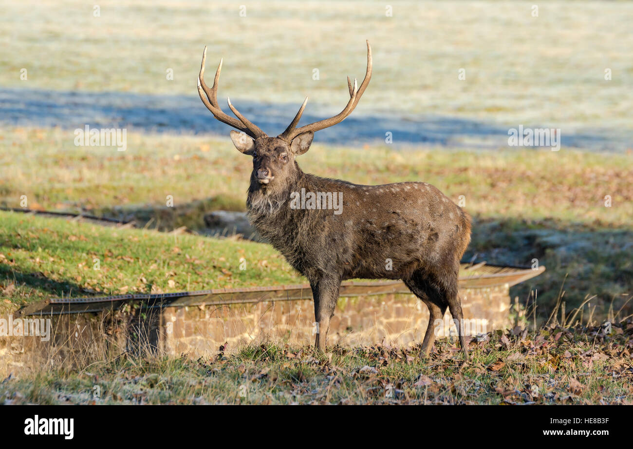 Manchurian Sika Deer on a frosty autumn morning Stock Photo 129262099