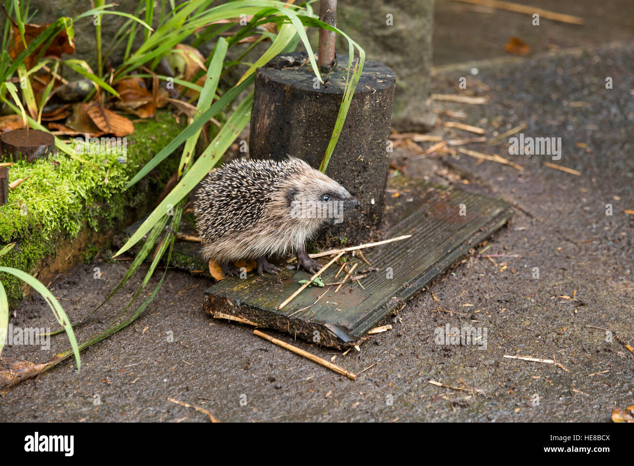 young juvenile hedgehog walking Stock Photo