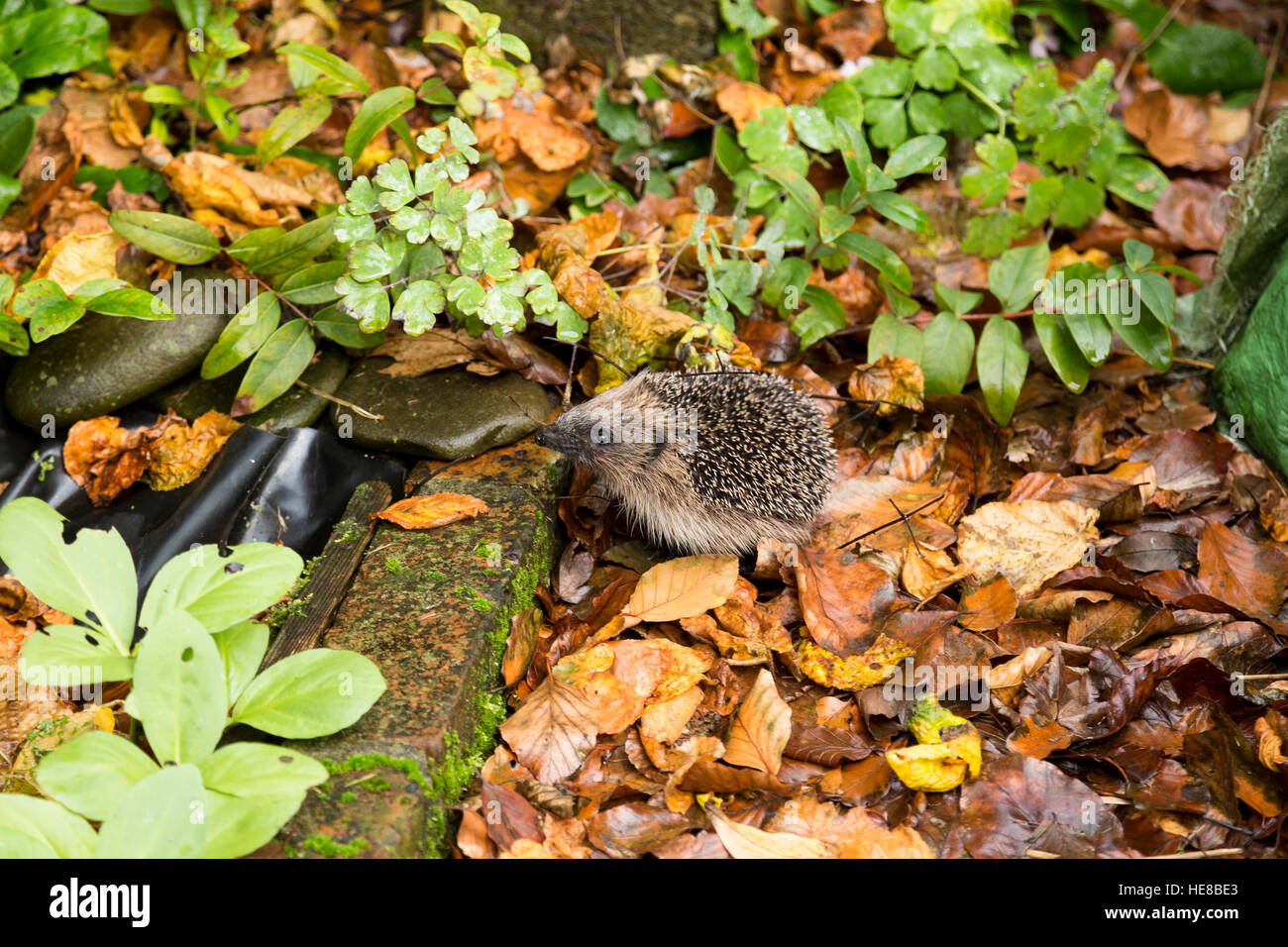 young juvenile hedgehog in autumn leaf litter Stock Photo Alamy