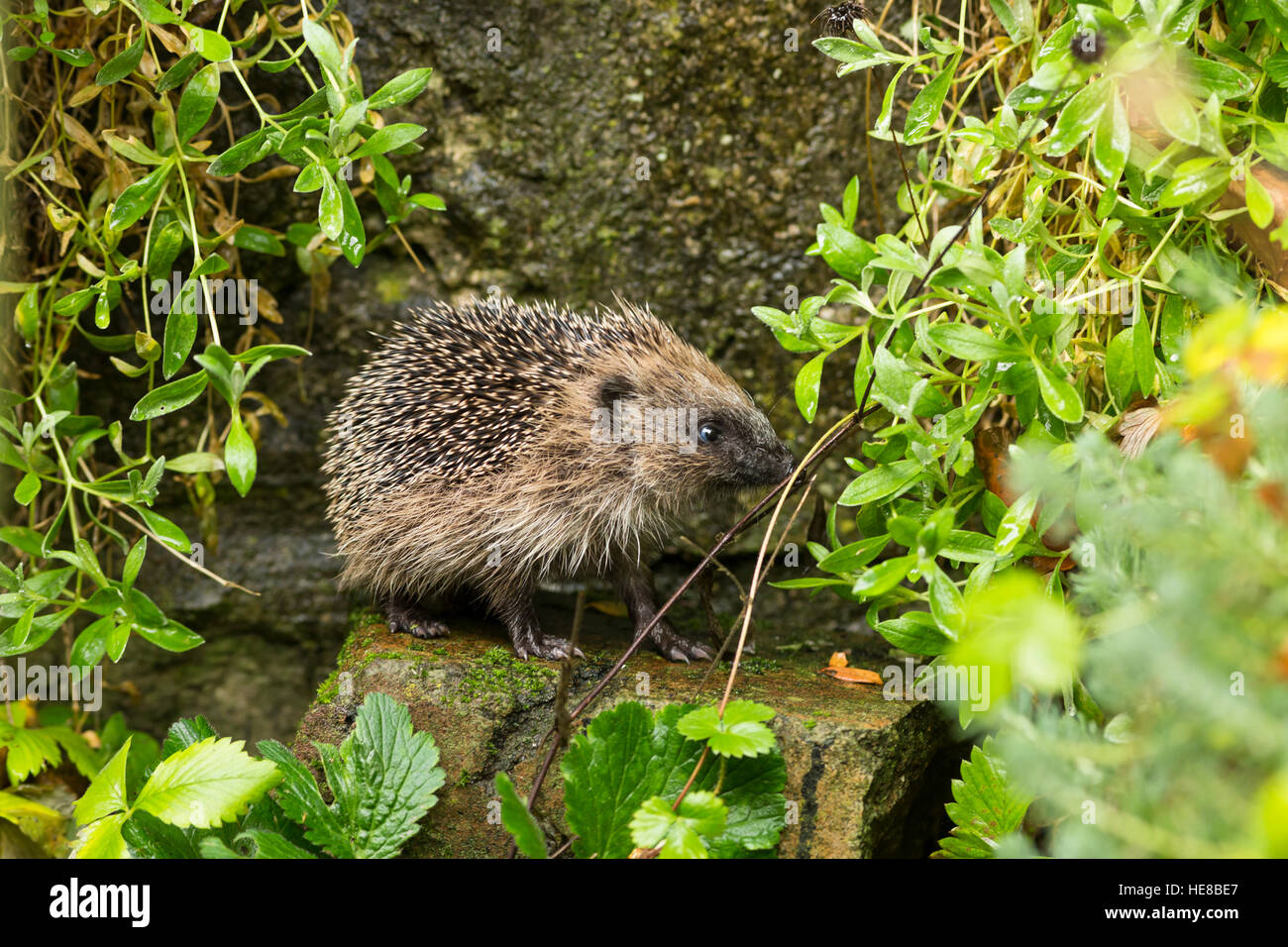 young juvenile hedgehog in undergrowth Stock Photo