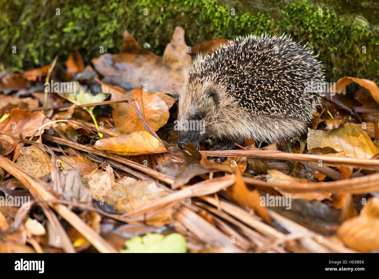 Hedge leaf litter hires stock photography and images Alamy