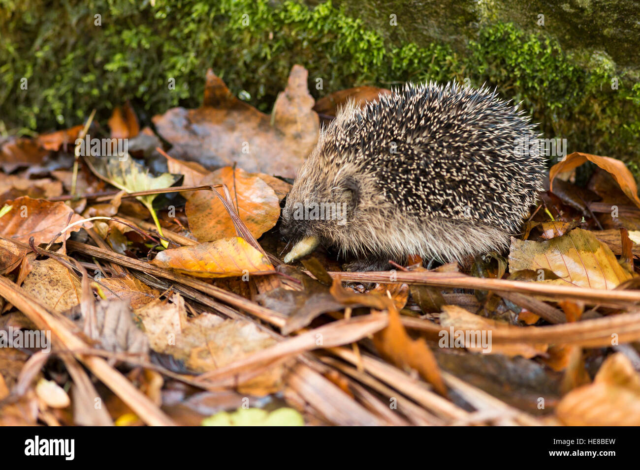 young juvenile hedgehog eating slug in autumn leaf litter Stock Photo