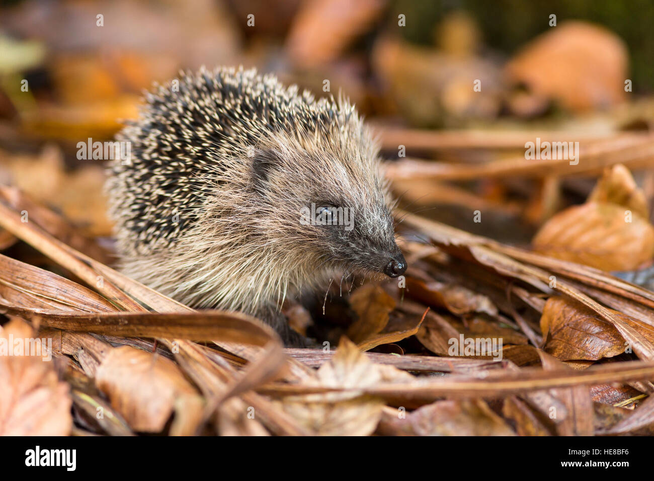 young juvenile hedgehog in autumn leaf litter Stock Photo