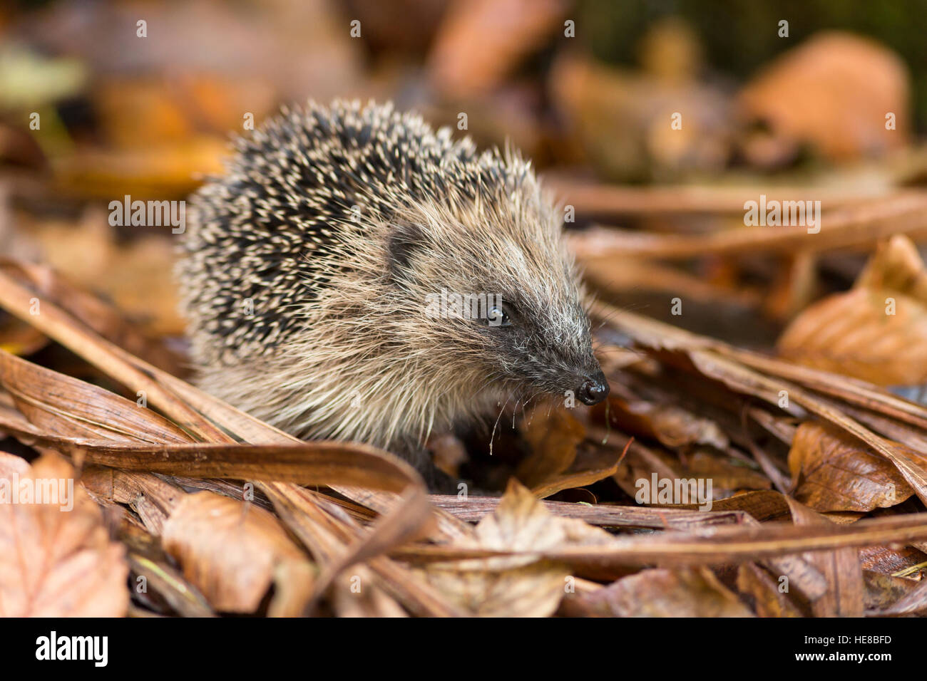 juvenile hedgehog in autumn leaf litter Stock Photo Alamy