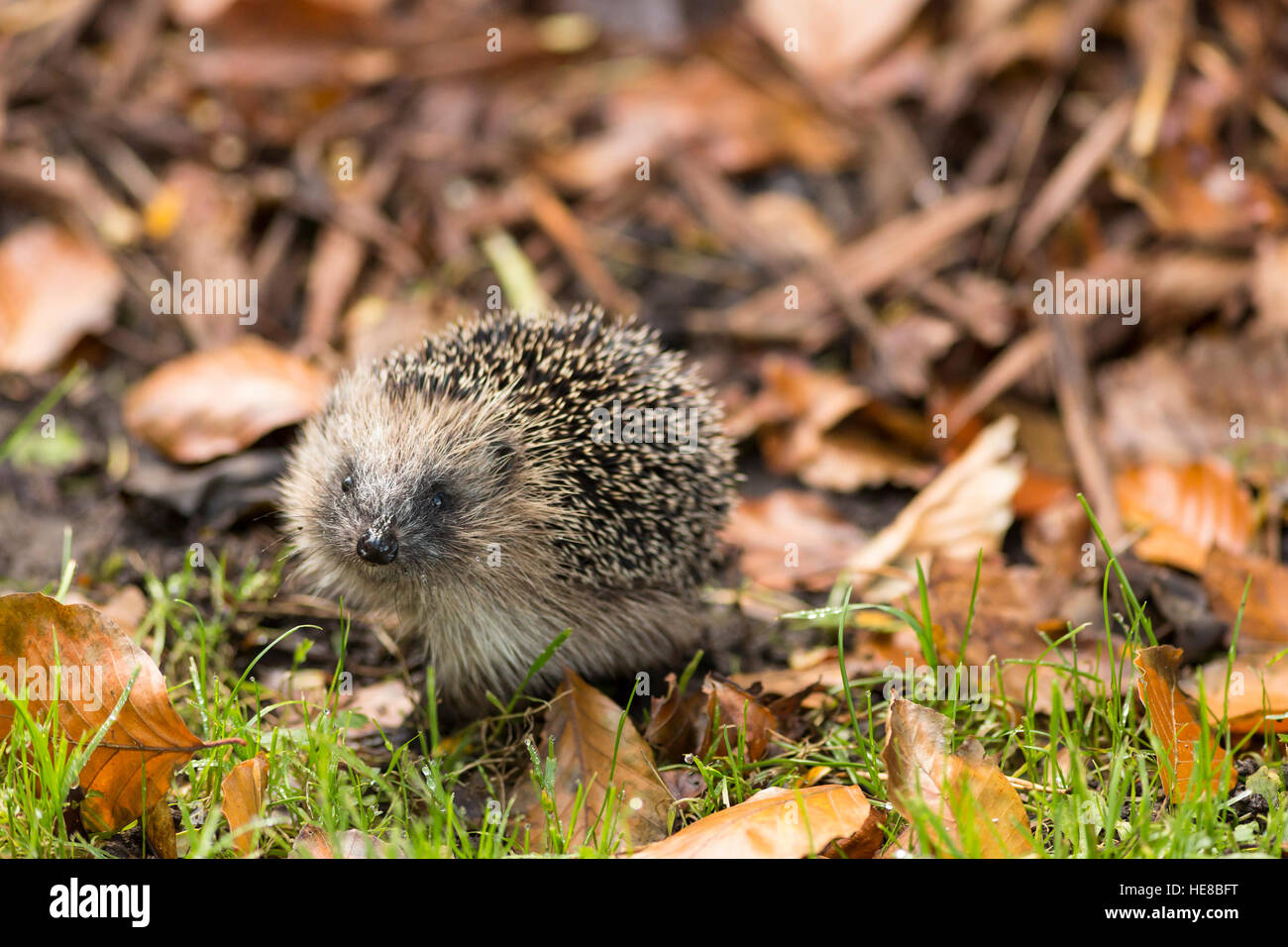 young hedgehog in autumn leaf litter Stock Photo