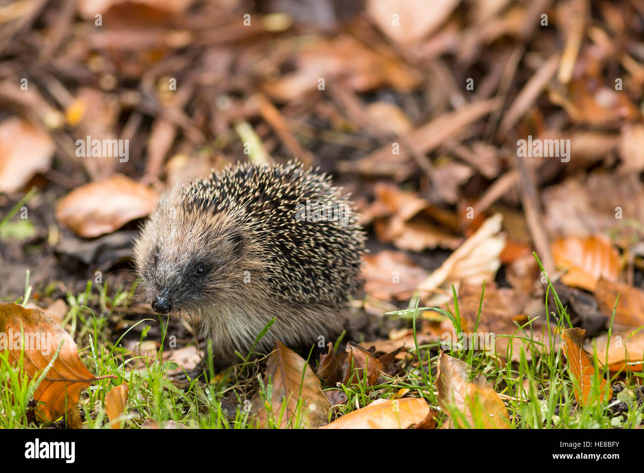 young hedgehog in autumn leaf litter Stock Photo Alamy