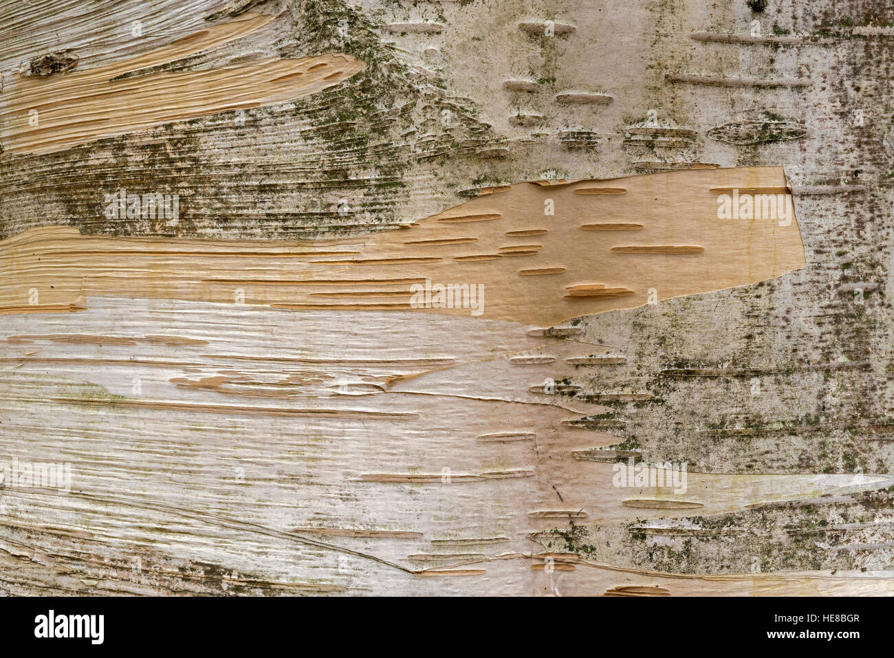 USA, Oregon, Portland, Hoyt Arboretum, Close up view of bark of Himalayan birch (Betula utilis). Stock Photo