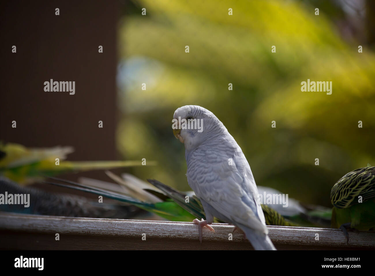Budgie feeding among a flock Stock Photo Alamy