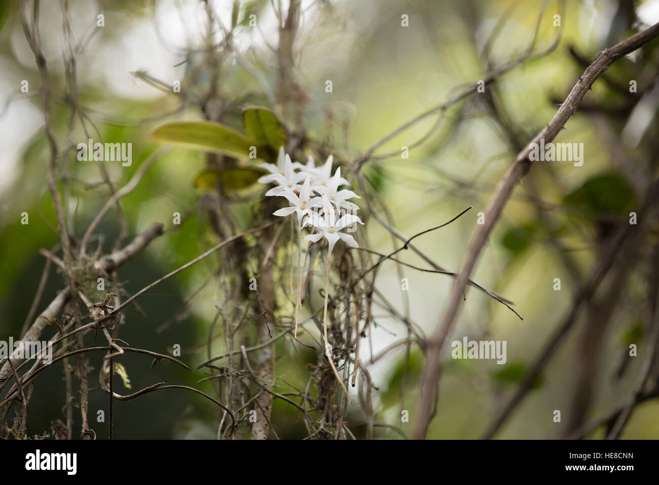White flower in madagascar rainforest, Andasibe Analamazaotra