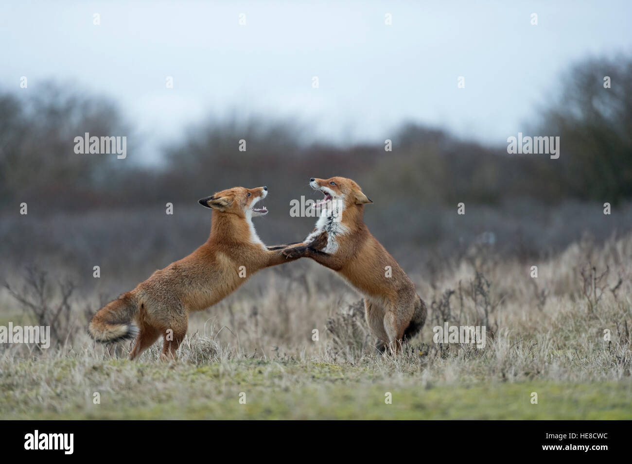 Red Foxes ( Vulpes vulpes ) in fight, fighting, standing on hind legs, threatening with wide open jaws, while rutting season. Stock Photo