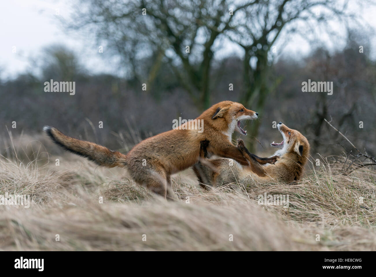 Red Fox / Rotfuchs ( Vulpes vulpes ) in fight, fighting during their rutting season, territorial behaviour, wildlife Europe. Stock Photo