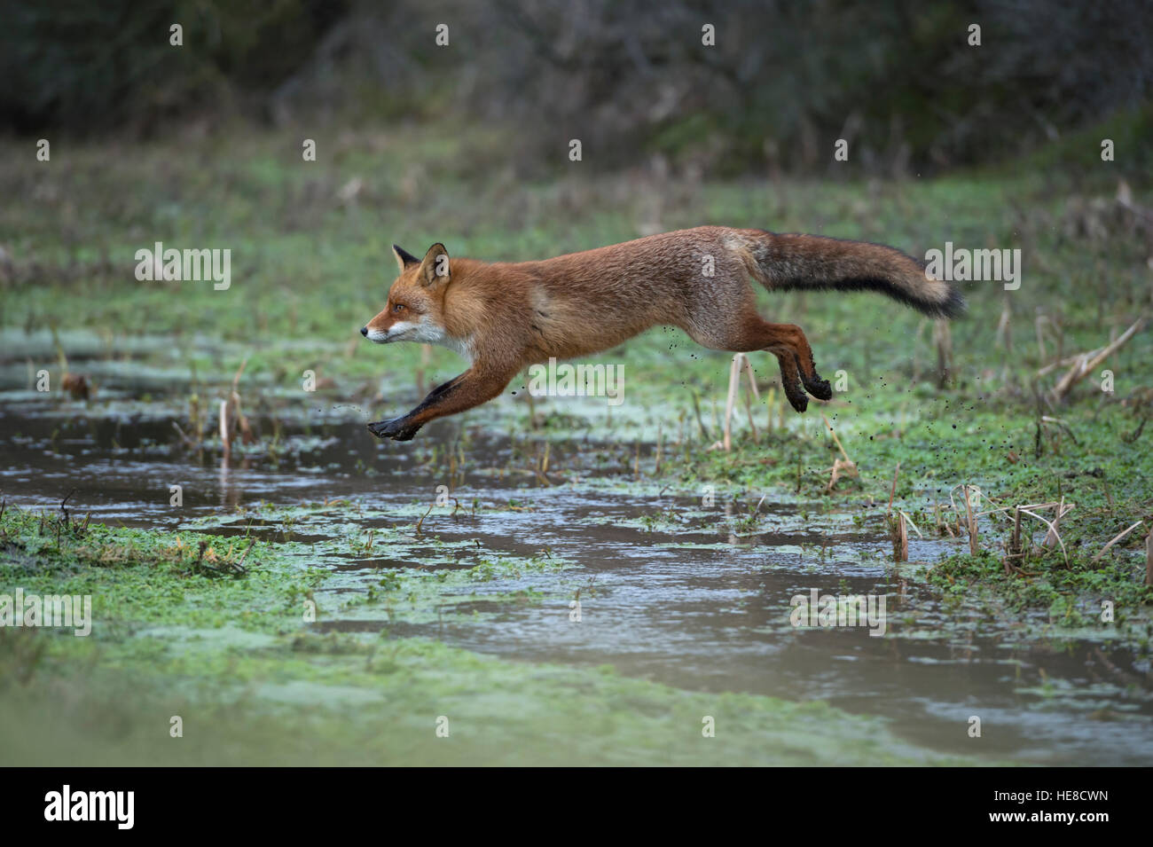 Red Fox / Rotfuchs ( Vulpes vulpes ), adult in winter fur, jumping over a little creek in a swamp, far jump, looks funny. Stock Photo