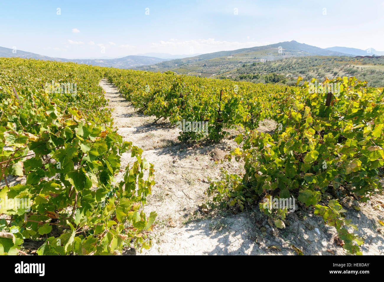 The higher-altitude vineyards of Nemea, Peloponnese peninsula, Greece Stock Photo