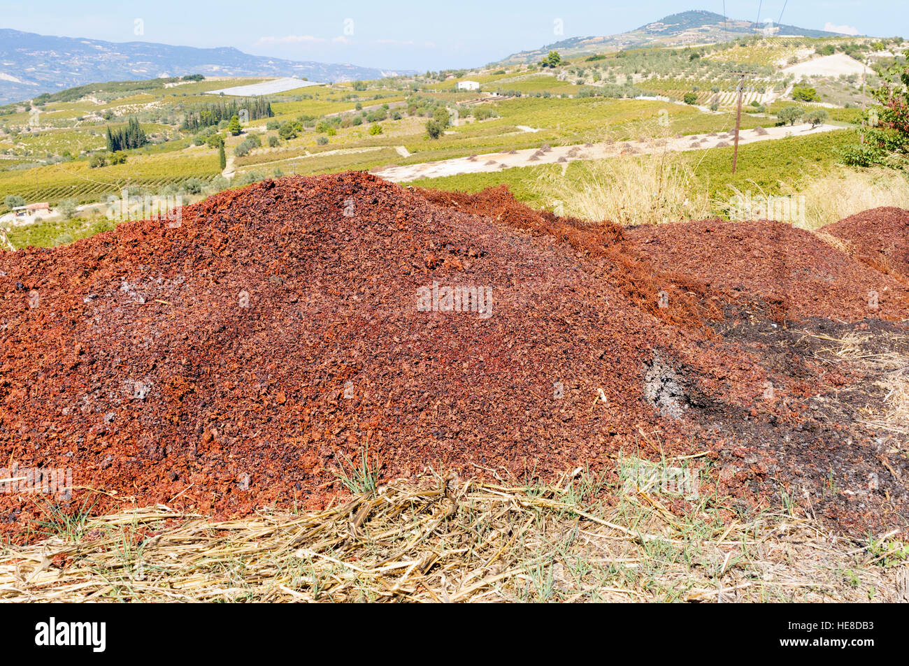 Discarded Agiorgitiko red grape skins, pomace, in a vinyard, Nemea, Peloponnese, Greece Stock Photo