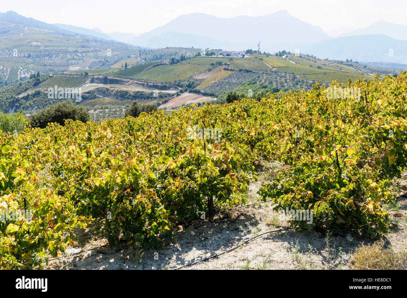 The vineyards of Nemea, Peloponnese peninsula, Greece Stock Photo