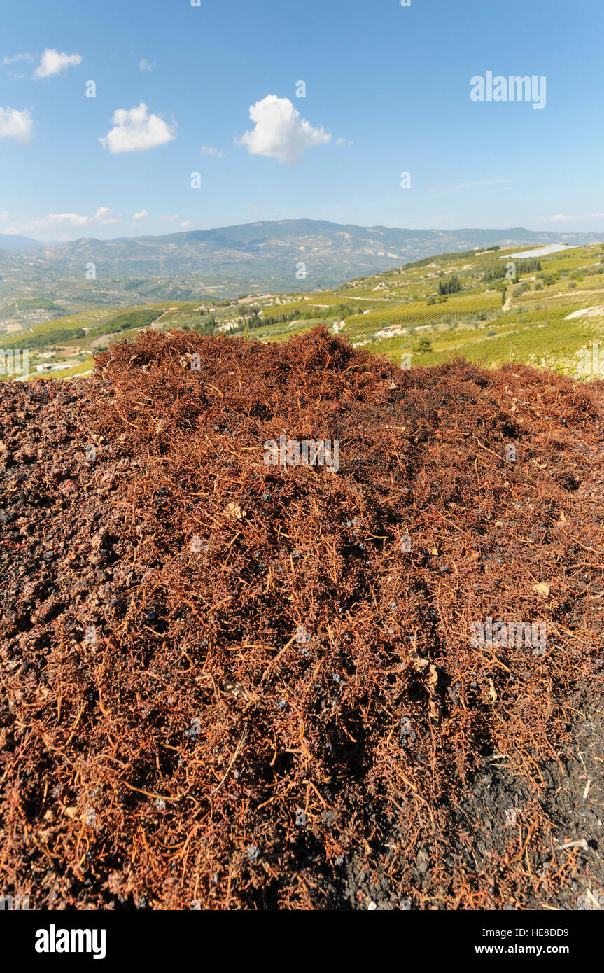 Discarded Agiorgitiko red grape skins, pomace, in a vinyard, Nemea, Peloponnese, Greece Stock Photo