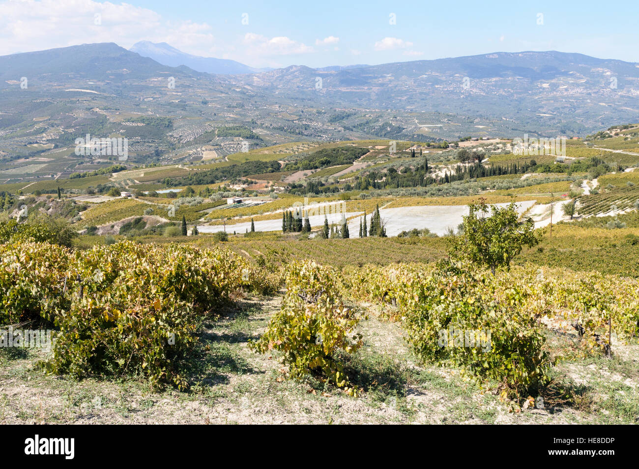 The vineyards of Nemea, Peloponnese peninsula, Greece Stock Photo