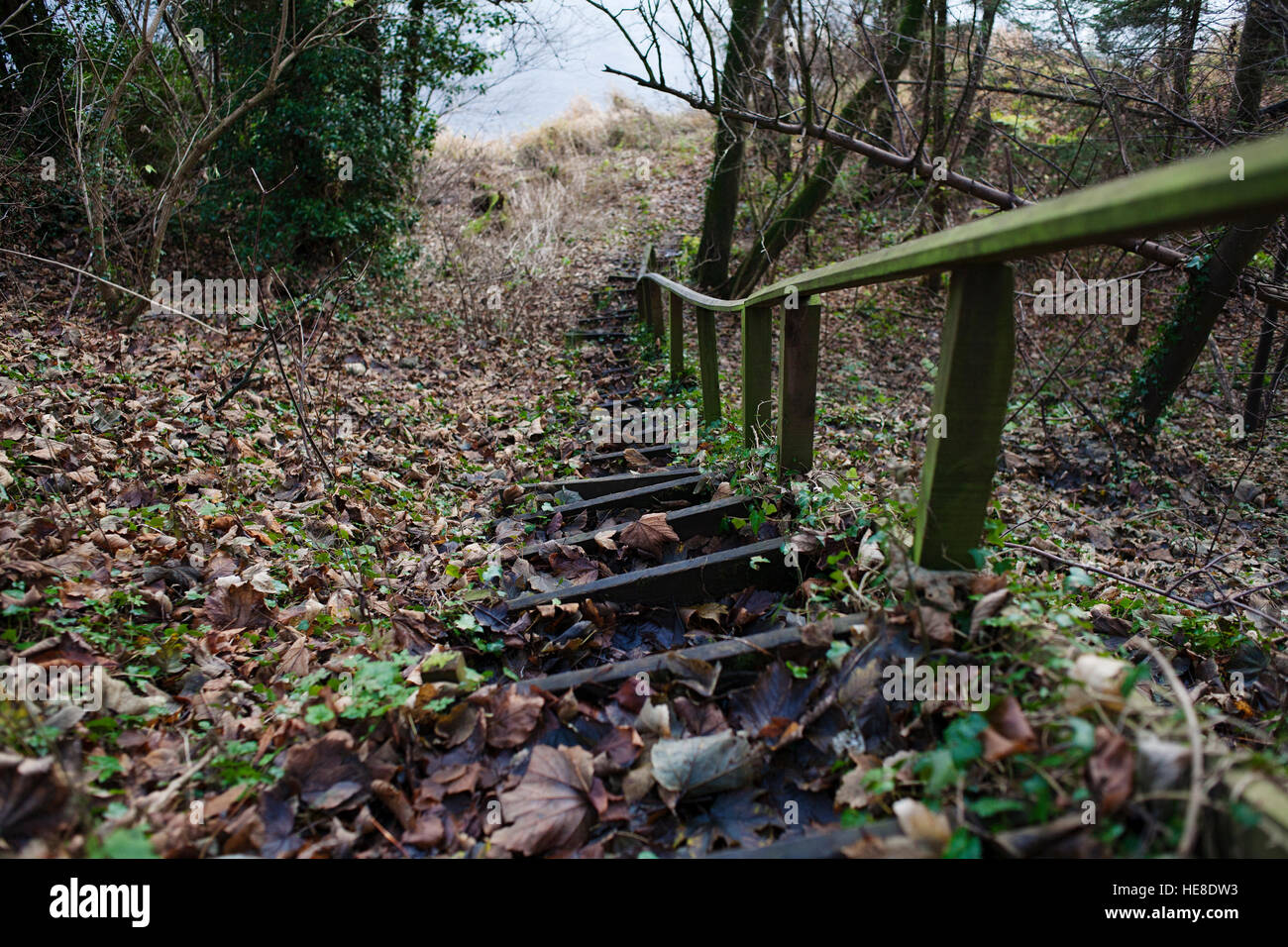 Steps built into a steep bank on the River Tweed on the Scottish side near Milne Graden. Stock Photo