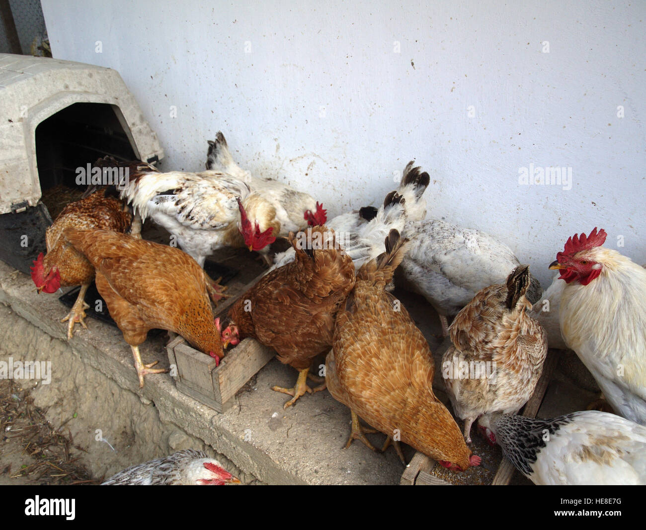 Flock of chickens being released for morning feeding Stock Photo Alamy