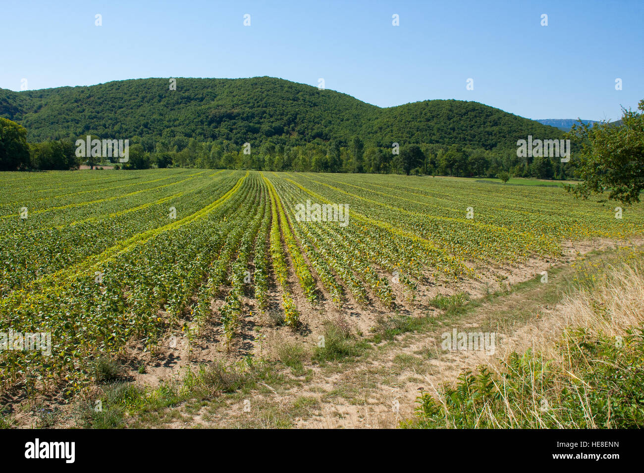 French Lavender field after harvest in July 2015 Stock Photo
