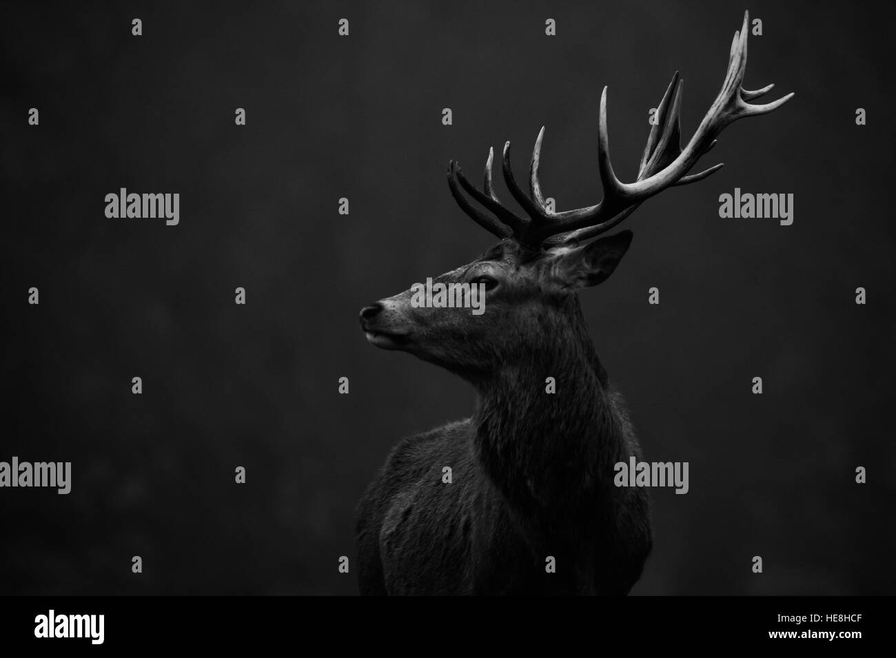 Red deer In richmond park, London, England. Stock Photo