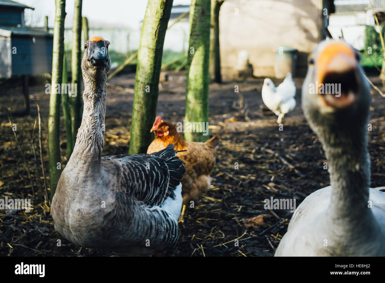 An angry grey goose and another one standing further away in an enclosure with chickens. Stock Photo