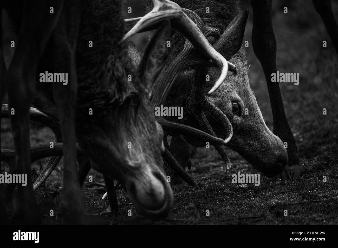 Red deer in Richmond park, London, England Stock Photo Alamy