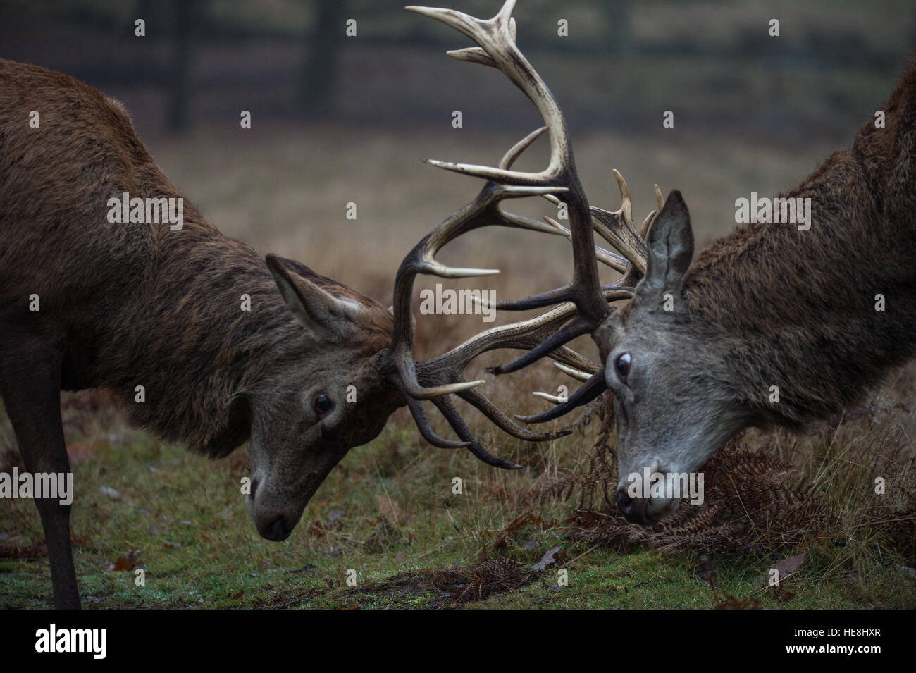 Red deer in Richmond park, London, England Stock Photo