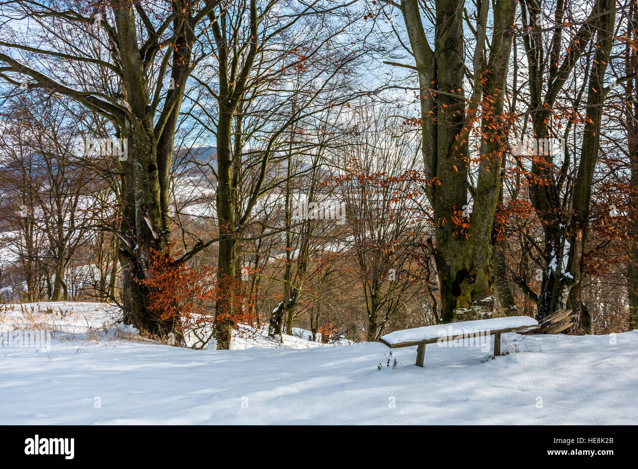wooden bench in snow under tall trees with some red foliage on sunny ...