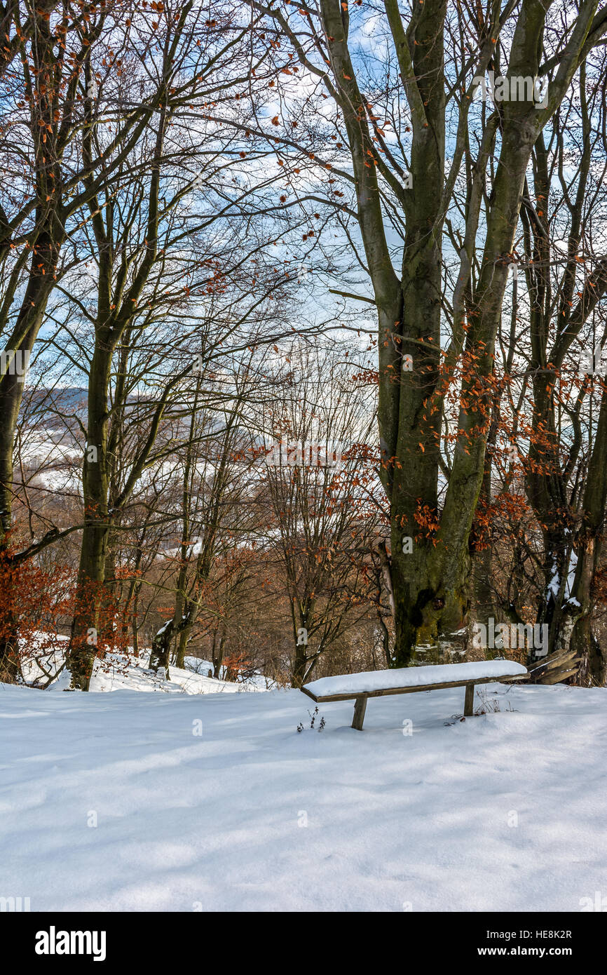 wooden bench in snow under tall trees with some red foliage on sunny ...