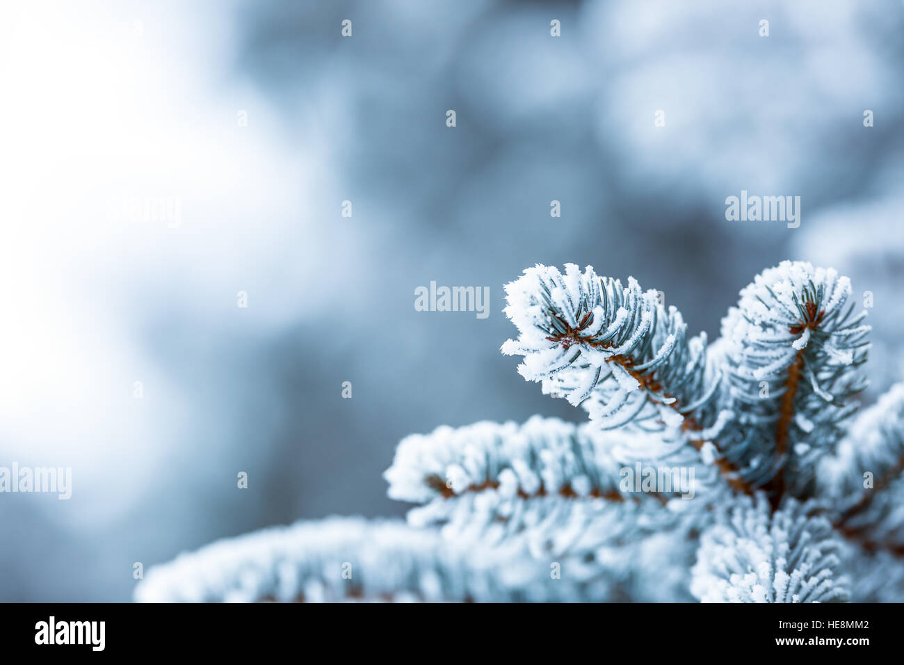 Pine tree branches covered frost in snowy atmosphere Stock Photo - Alamy