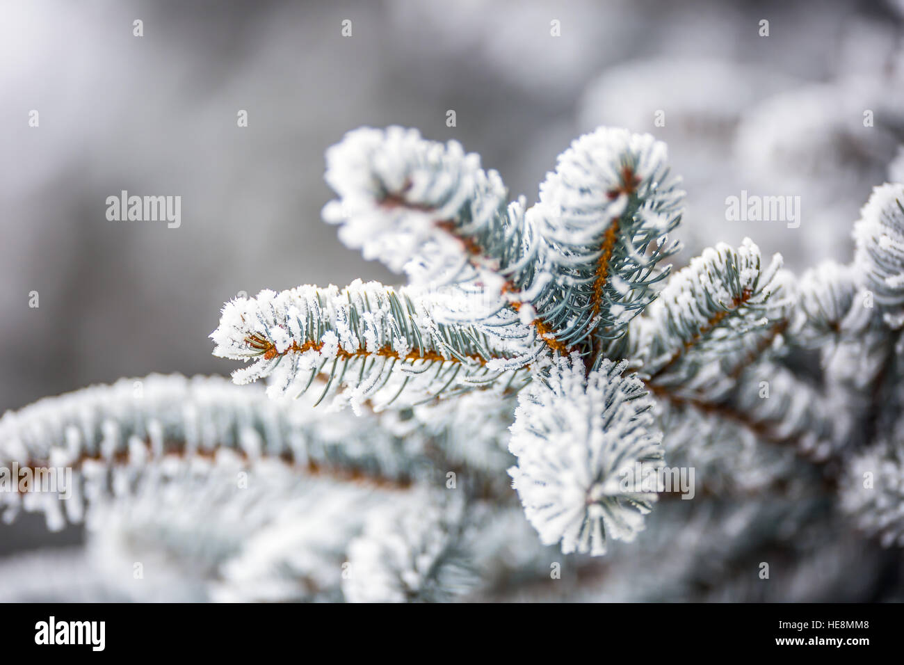 Pine tree branches covered frost in snowy atmosphere Stock Photo - Alamy