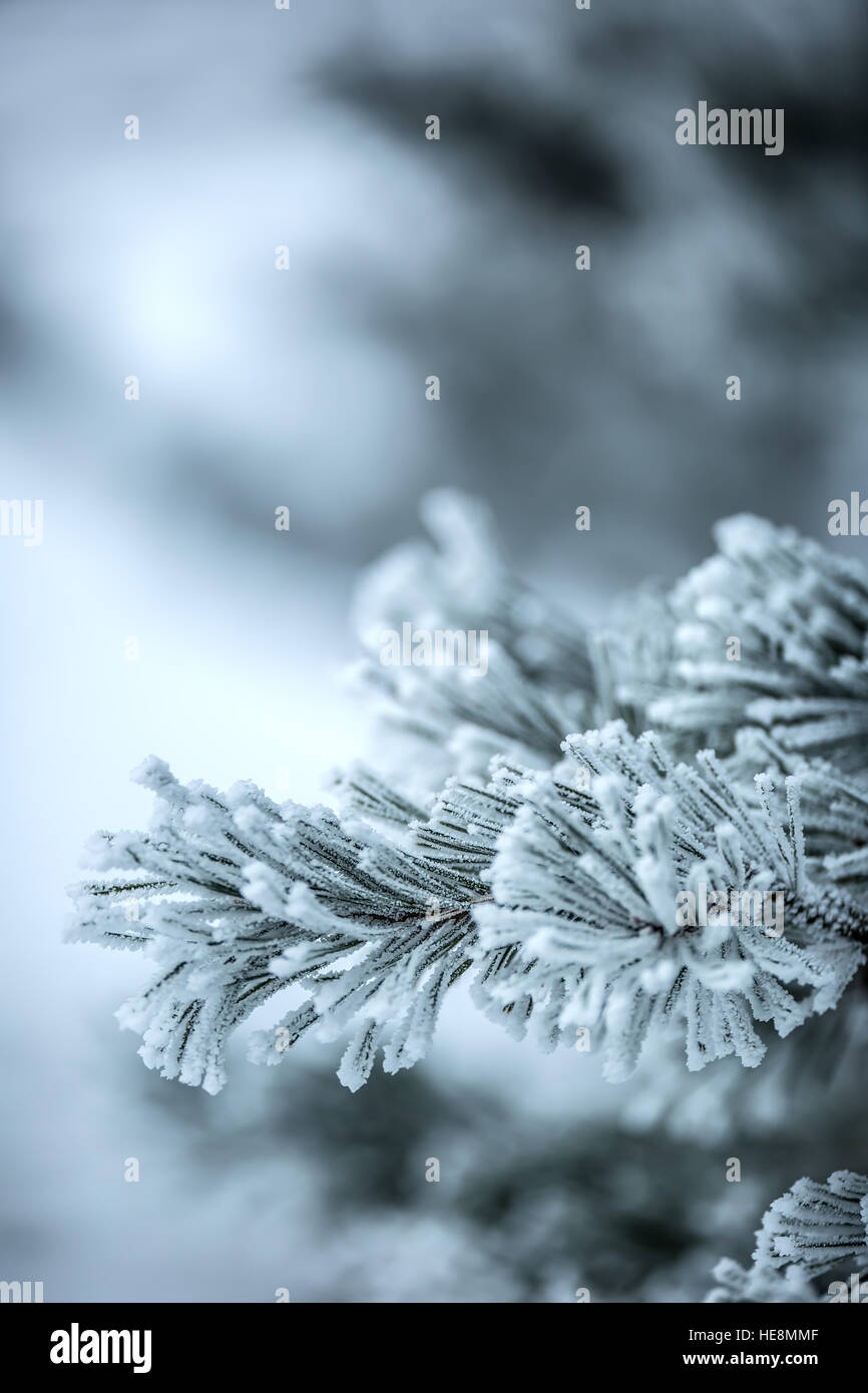 Pine tree branches covered frost in snowy atmosphere Stock Photo - Alamy