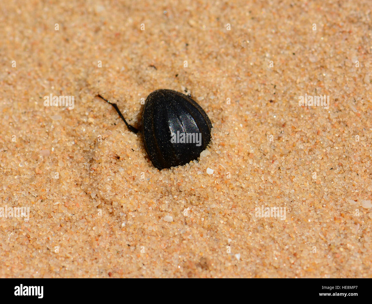 Beetle digging in the sand Stock Photo