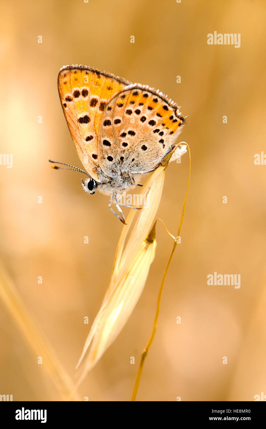 Common copper butterfly, Israel Stock Photo