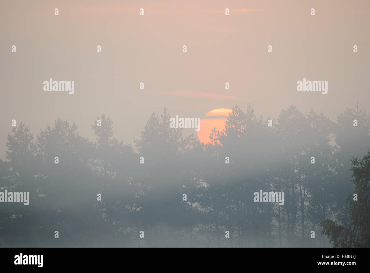 dense morning fog in the summer woods by the pond in summer Stock Photo ...
