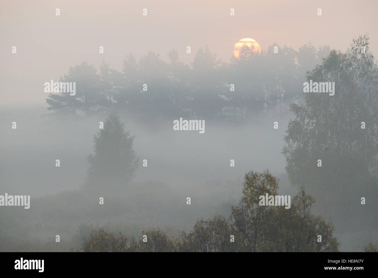 dense morning fog in the summer woods by the pond in summer Stock Photo ...