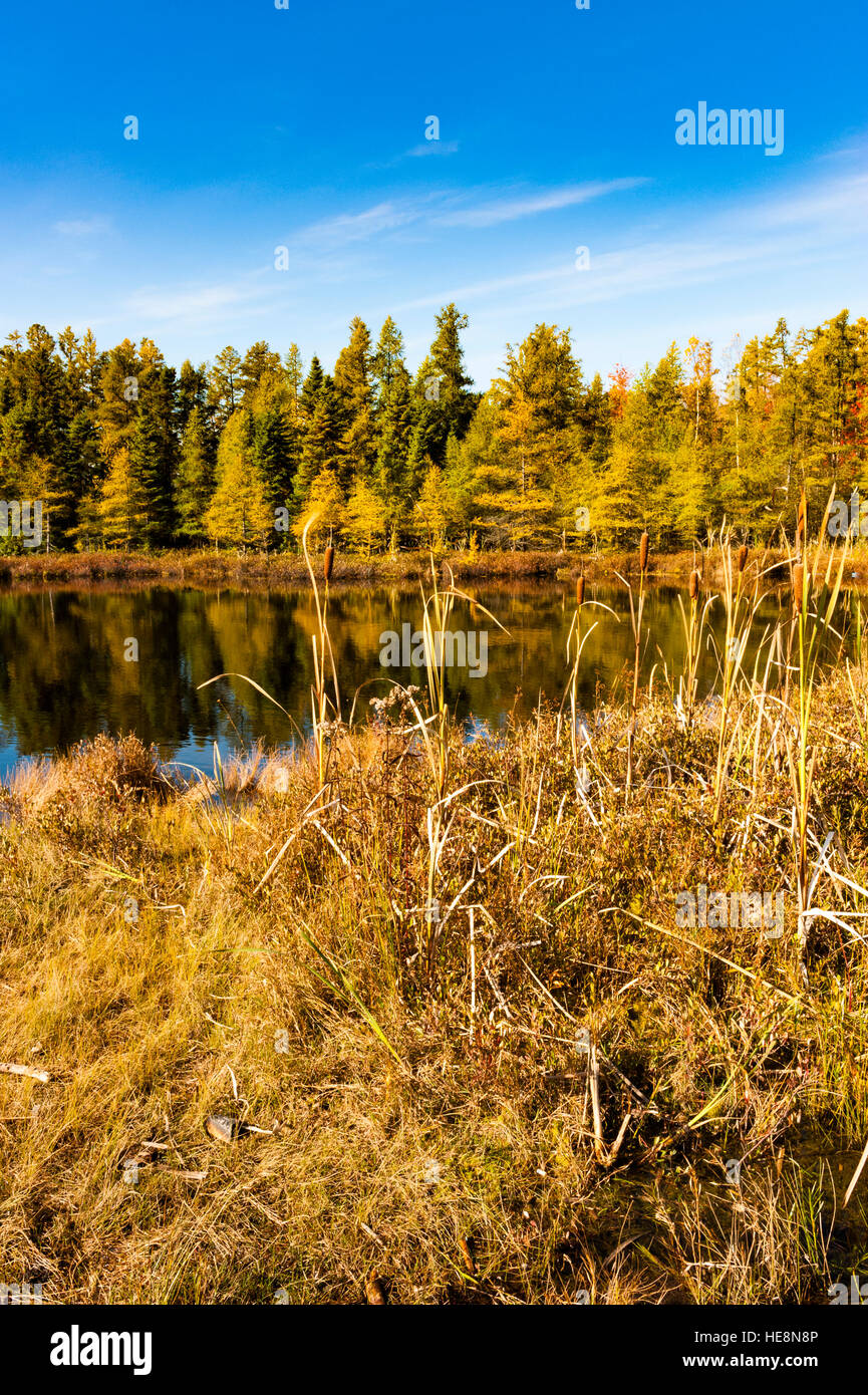 Small lake with pine trees in the Fall at Sifton Bog, a conservation area in London, Ontario, Canada. Stock Photo