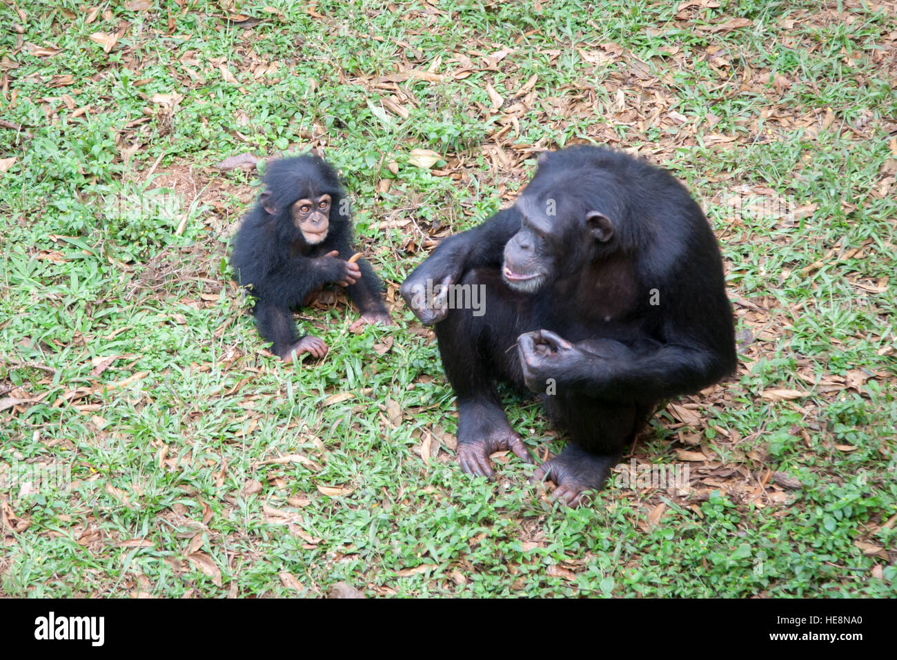 Chimpanzee mother with her baby In the Tacugama Sanctuary Chimpanzees, which had been living in private houses are prepared to be returned to the wild Stock Photo