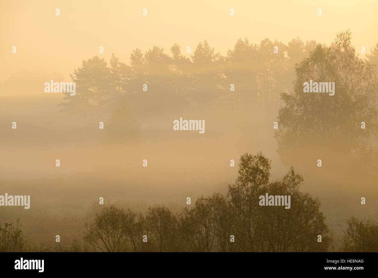 dense morning fog in the summer woods by the pond in summer Stock Photo ...