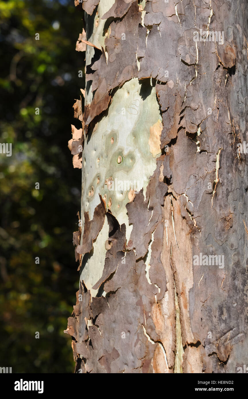 Tree Bark Peeling Stock Photo