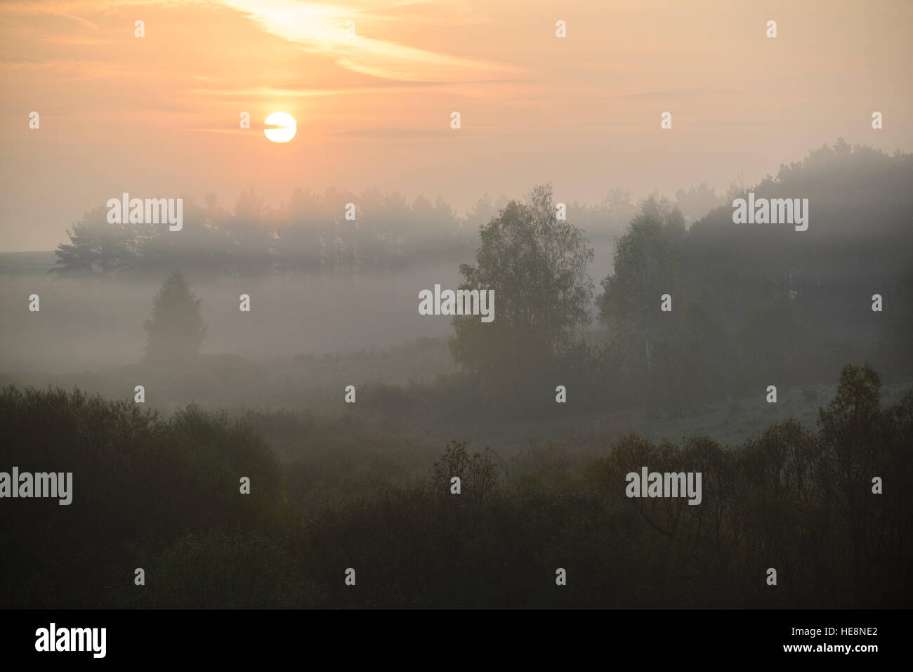 dense morning fog in the summer woods by the pond in summer Stock Photo ...