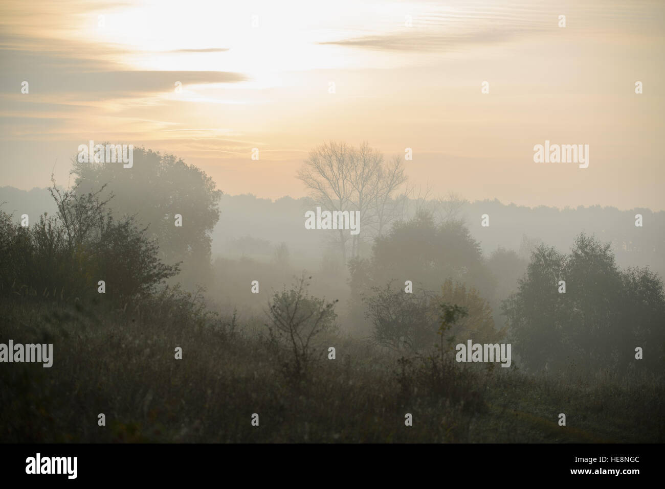 dense morning fog in the summer woods by the pond in summer Stock Photo ...