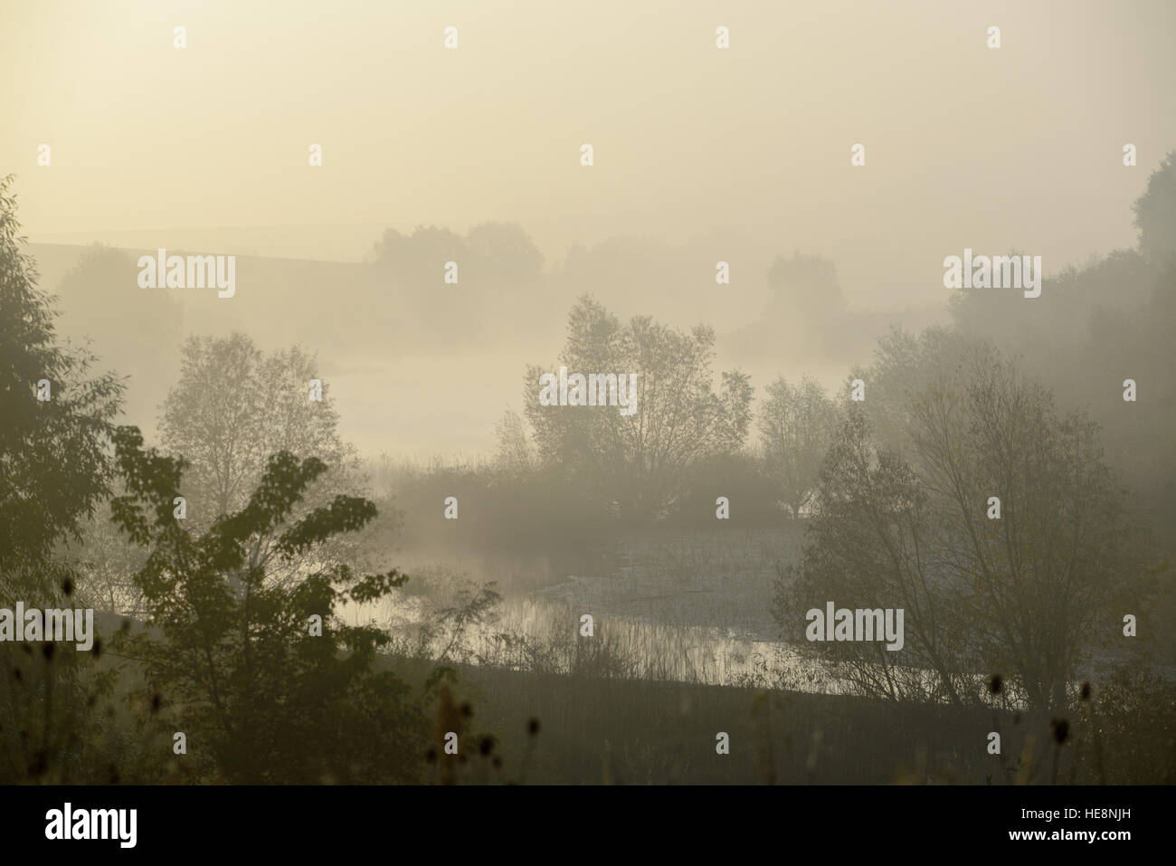 dense morning fog in the summer woods by the pond in summer Stock Photo ...