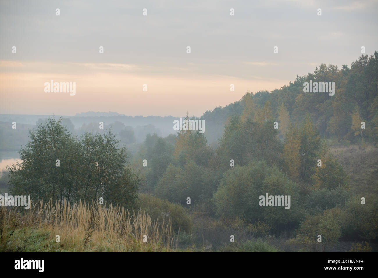 dense morning fog in the summer woods by the pond in summer Stock Photo ...