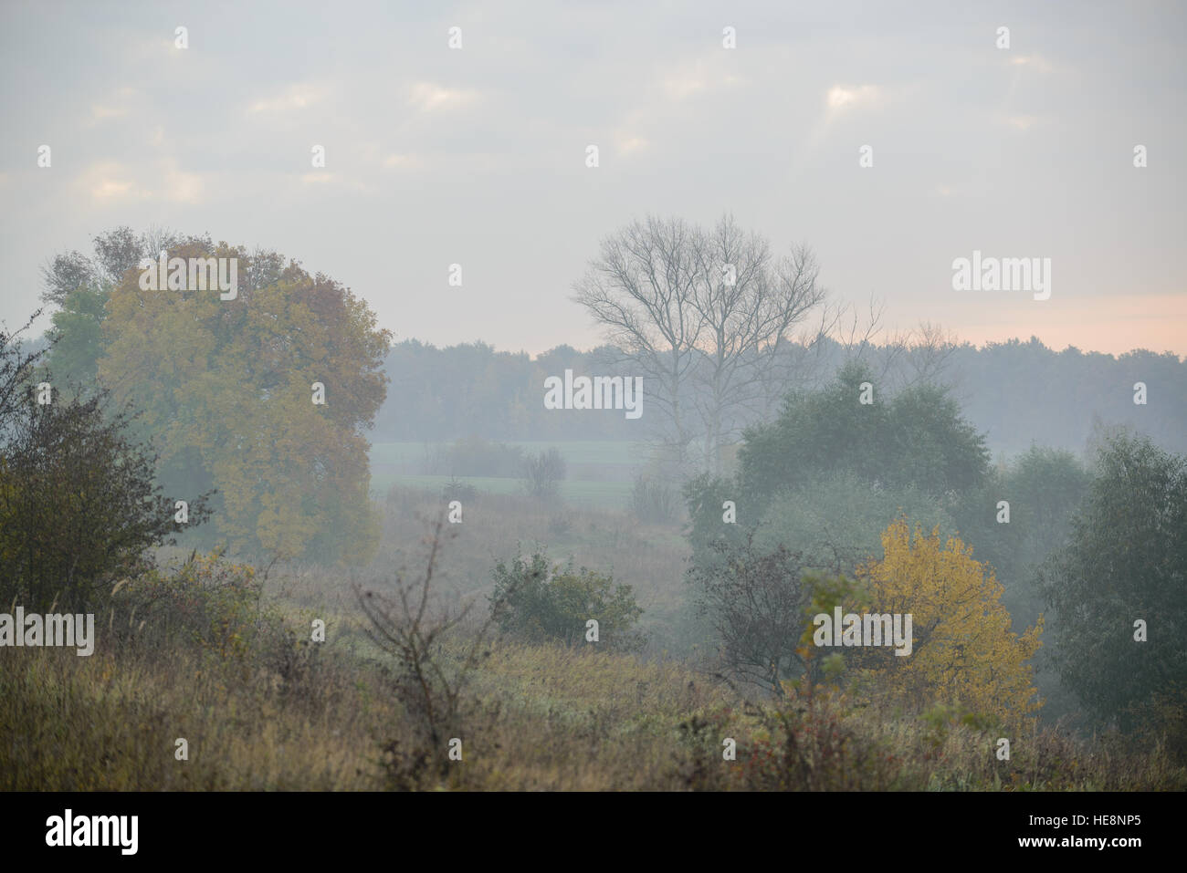 thick morning fog hides the forest in autumn time Stock Photo - Alamy