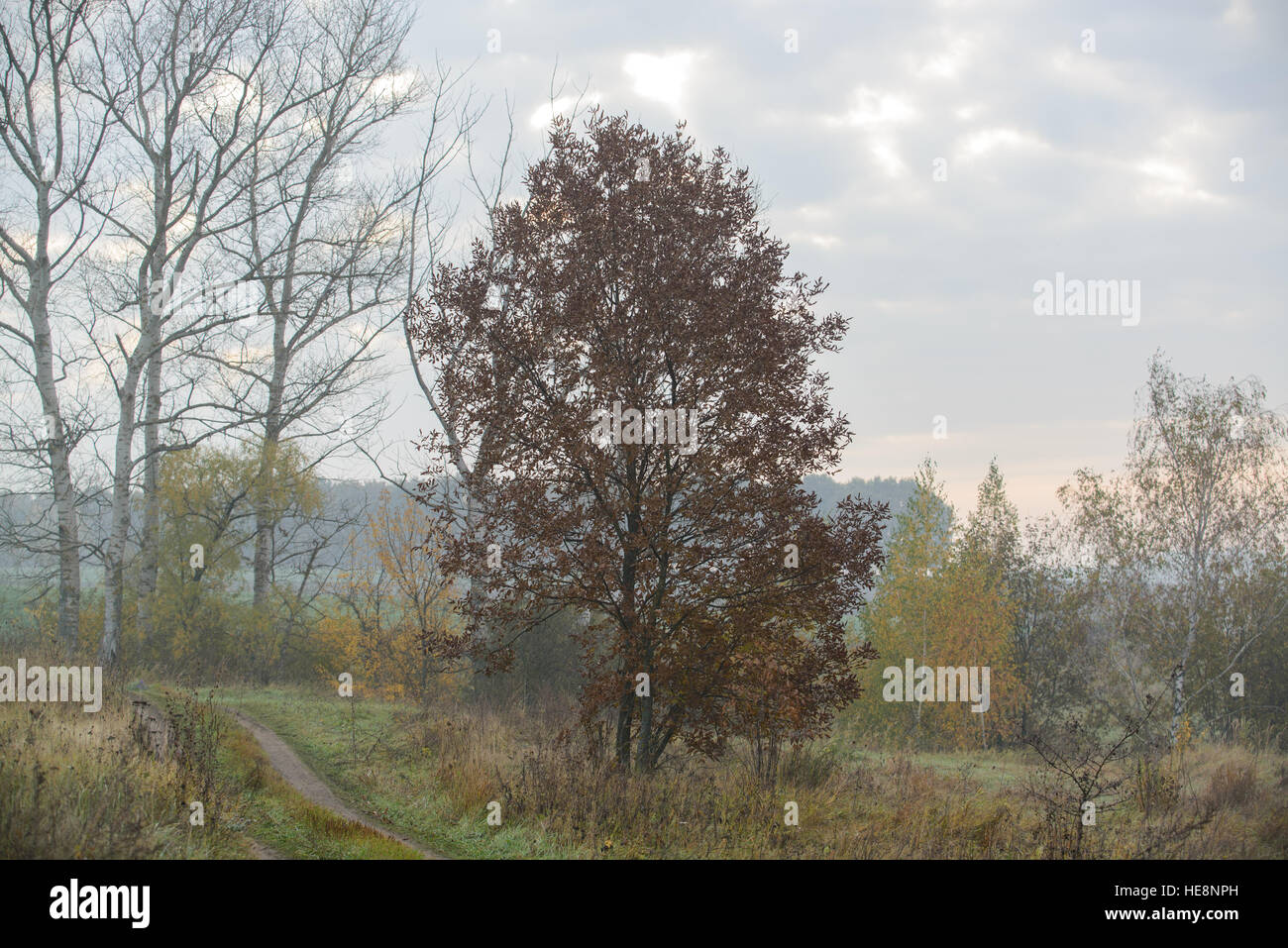 thick morning fog hides the forest in autumn time Stock Photo - Alamy