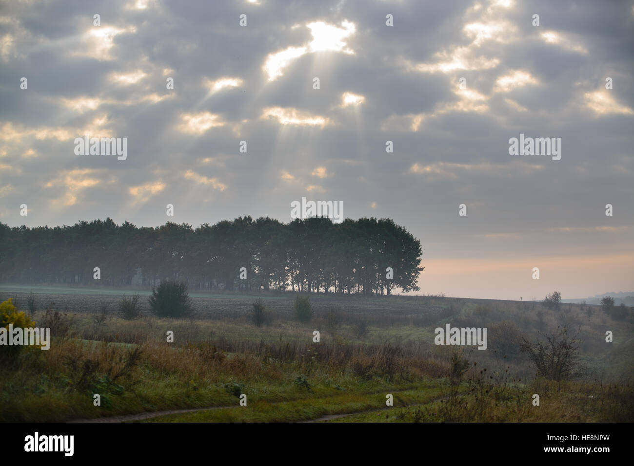 thick morning fog hides the forest in autumn time Stock Photo - Alamy
