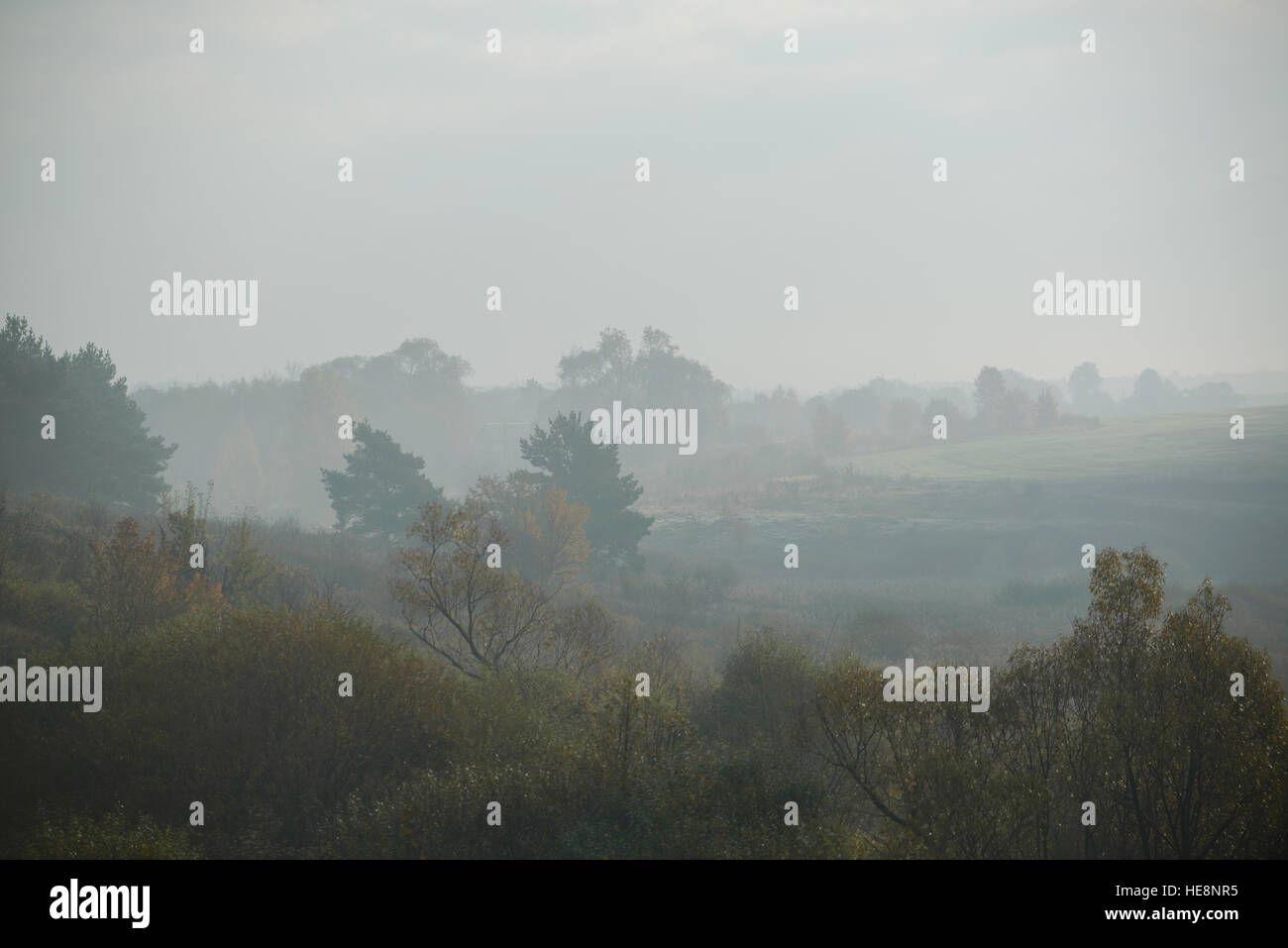 dense morning fog in the summer woods by the pond in summer Stock Photo ...